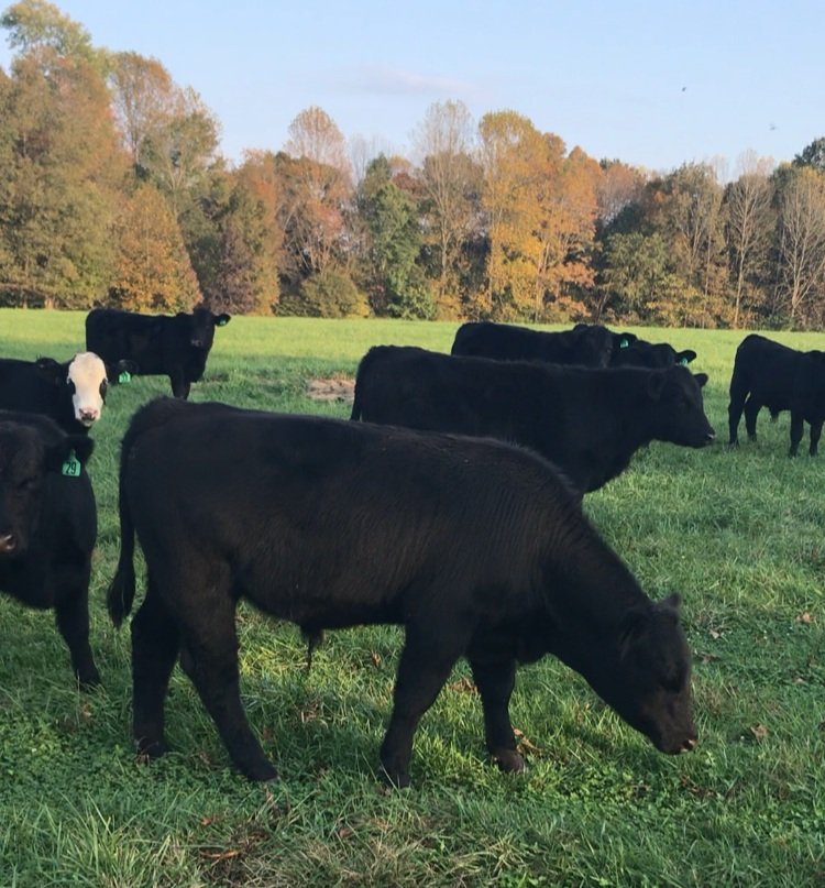 Robert+Siddens+-+IMG_1415 A herd of black Angus cattle grazing in a lush green pasture with autumn foliage in the background.